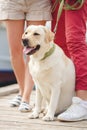 White labrador on a walk with their owners Royalty Free Stock Photo