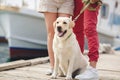 White labrador on a walk with their owners Royalty Free Stock Photo