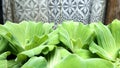 White lace curtain and Green water lettuce in the pond Royalty Free Stock Photo