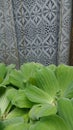 White lace curtain and Green water lettuce in the pond Royalty Free Stock Photo