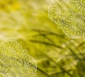 White lace mandala template on blurred wheat photo