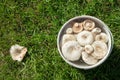 White Lactarius resimus mushroom genus Lactarius family Russulaceae. Mushrooms lie soaked in a bucket of water against a Royalty Free Stock Photo