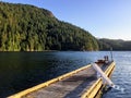 A white ladder attached to a dock in a beautiful and remote bay with calm water and forest all around. Royalty Free Stock Photo