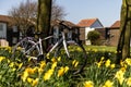 White ladies bike amongst daffodils