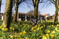 Womens bike amongst trees and daffodils