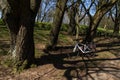 White ladies womens bike in woodland