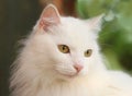 White lady-cat