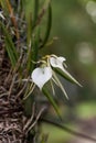 White Lady-of-the-Night Orchid Brassavola nodosa blooms Royalty Free Stock Photo