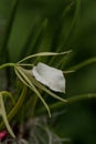 White Lady-of-the-Night Orchid Brassavola nodosa blooms Royalty Free Stock Photo