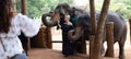 White lady petting the giant asian Elephants