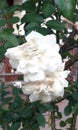 white lady rose