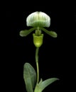 White Lady Slipper Orchid