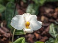 White Lady Slipper Orchid Paphiopedilum