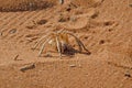 White lady spider on desert sand Royalty Free Stock Photo