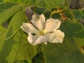 White Lagenaria flower