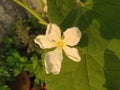 White Lagenaria flower