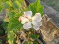 White Lagenaria flower