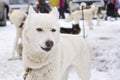 White laika posing before sled race