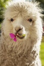 White lama chewing lila flower Royalty Free Stock Photo