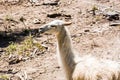 White lama in French forest near to Mont Ventoux
