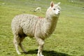 White lama on the green meadow Royalty Free Stock Photo