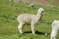 White lama Royalty Free Stock Photo