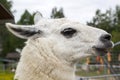 White Lama looks askance at the camera