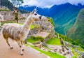 White lama on Machu Picchu inca ruins in Peru