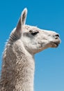 White lama