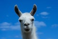 white lama portrait on blue sky