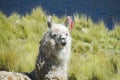 White lama portrait Royalty Free Stock Photo