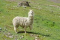 White lama portrait Royalty Free Stock Photo
