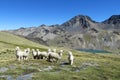 White lamas in the Andes Royalty Free Stock Photo