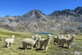 White lamas in the Andes Royalty Free Stock Photo