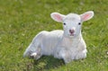 White lamb Royalty Free Stock Photo