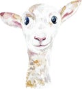 White lamb. Close-up of ship head. Watercolor illustration isolated on white background