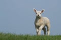 White lamb on green grass with clear blue sky Royalty Free Stock Photo