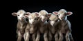 White lamb isolated on black background. cute portrait of a fluffy sheep, Close-up of a young sheep looking at camera