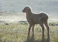 White lamb in the pasture. Sheep breeding fine-fleeced in a steppe Royalty Free Stock Photo