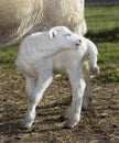 White lamb scratching an itch