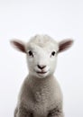 White lamb sheep livestock animal farming mammal