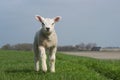 White lamb standing on green