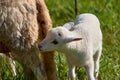 Mother sheep feeding her little baby lamb Royalty Free Stock Photo