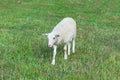 White lamb walks on the farm lawn on a sunny day