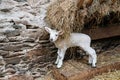 White lambkin in a barn with hay in the manger Royalty Free Stock Photo