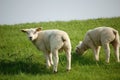 White lambs grazing meadow Royalty Free Stock Photo