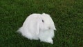 White Lang Ear Dutch Rabbit Royalty Free Stock Photo