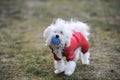 The white lap dog keeps ball in red suit. Royalty Free Stock Photo