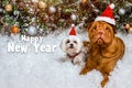 White lapdog And red Shar Pei in red caps on the snow near the Christmas tree.