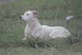 White, large dog breed companion dog lies on the grass, closeup portrait on the background